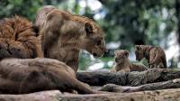 Lucunya Baha dan Gia, 2 Anak Singa yang Lahir di Kebun Binatang Bandung